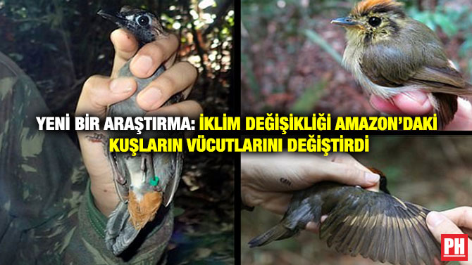 Yeni Bir Araştırma: İklim Değişikliği Amazon’daki Kuşların Vücutlarını Değiştirdi