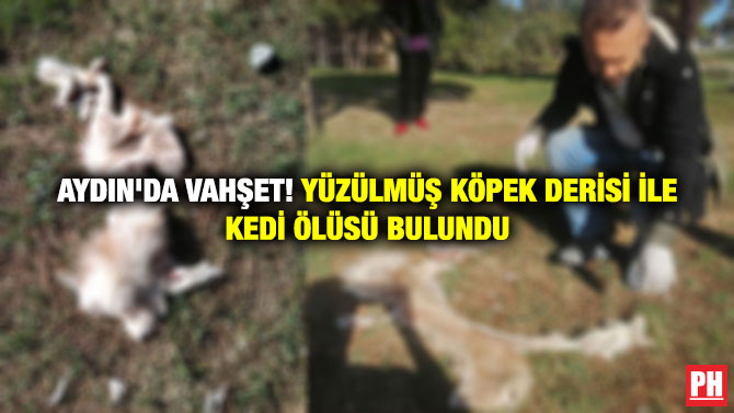 Aydın’da Vahşet! Yüzülmüş Köpek Derisi İle Kedi öÖlüsü Bulundu