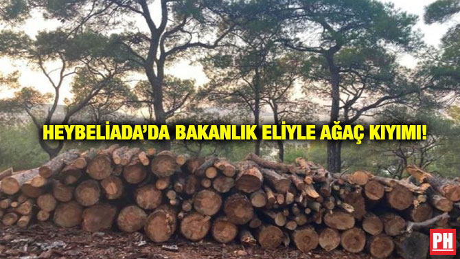 Heybeliada’da Bakanlık Eliyle Ağaç Kıyımı!