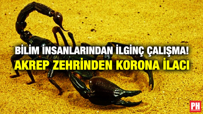 Bilim İnsanlarından İlginç Çalışma! Akrep Zehrinden Korona İlacı