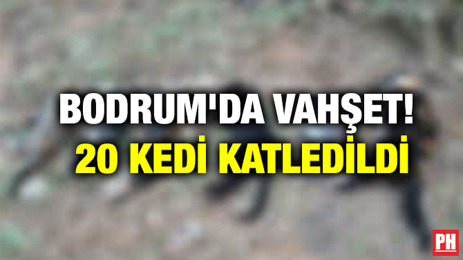 Bodrum’da Vahşet! 20 Kedi Katledildi