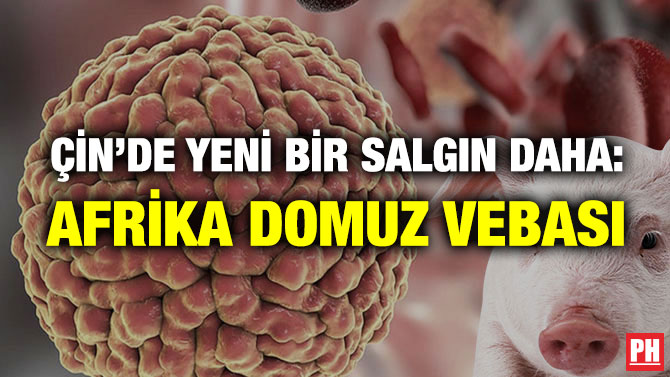 Çin’de Yeni Bir Salgın Daha: Afrika Domuz Vebası