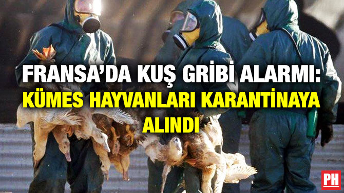 Fransa’da Kuş Gribi Alarmı: Kümes Hayvanları Karantinaya Alındı