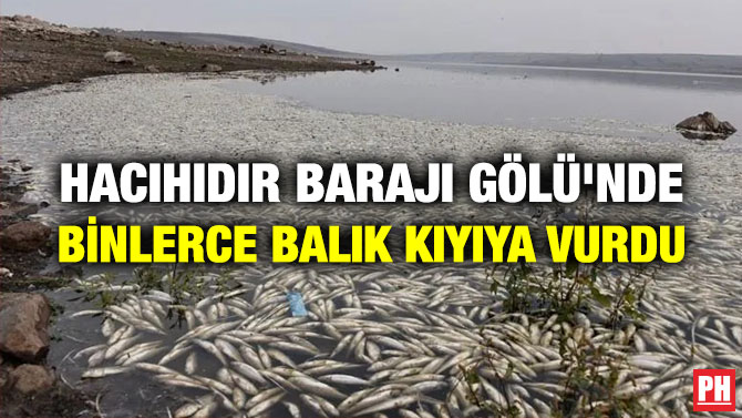HacıHıdır Barajı Gölü’nde Binlerce Balık Kıyıya Vurdu
