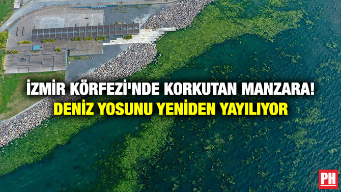 İzmir Körfezi’nde Korkutan Manzara! Deniz Yosunu Yeniden Yayılıyor
