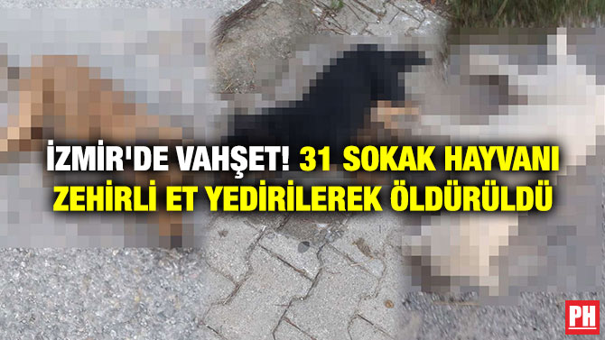 İzmir’de Vahşet! 31 Sokak Hayvanı Zehirli Et Yedirilerek Öldürüldü