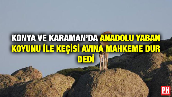 Konya ve Karaman’da Anadolu Yaban Koyunu ile Keçisi Avına Mahkeme Dur Dedi