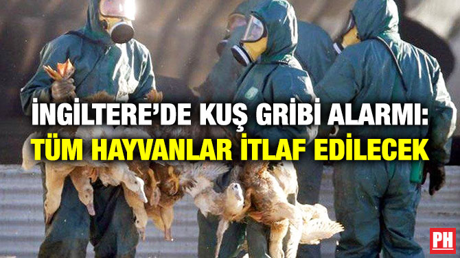 İngiltere’de Kuş Gribi Alarmı: Tüm Hayvanlar İtlaf Edilecek