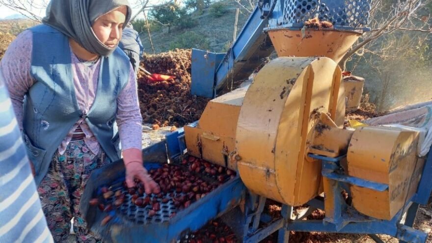 En fazla kestanenin üretildiği Aydın ve İzmir’de yaklaşık bir ay önce hasat edilen kestanenin, sofralara yolculuğu başladı.