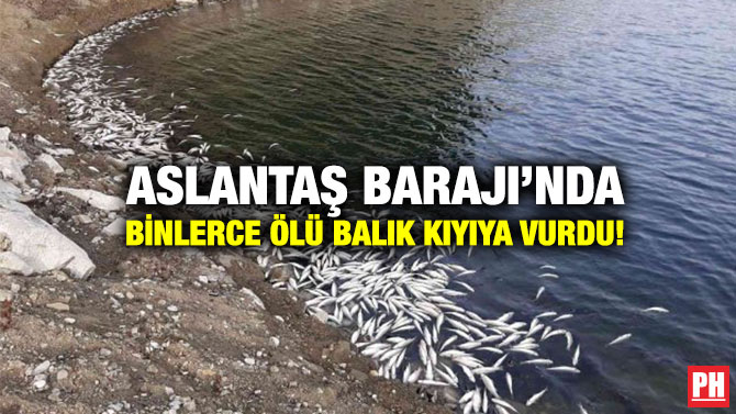 Aslantaş Barajı’nda Binlerce Ölü Balık Kıyıya Vurdu!