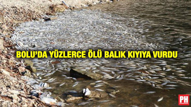 Bolu’da Yüzlerce Ölü Balık Kıyıya Vurdu