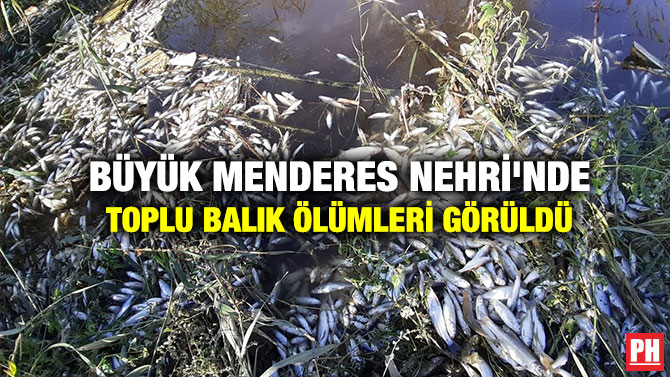 Büyük Menderes Nehri’nde Toplu Balık Ölümleri Görüldü