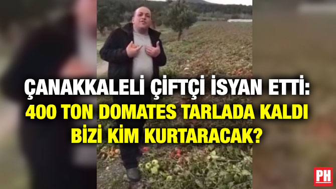 Çanakkaleli Çiftçi İsyan Etti: 400 Ton Domates Tarlada Kaldı Bizi Kim Kurtaracak?