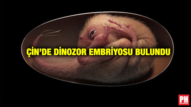 Çin’de Dinozor Embriyosu Bulundu