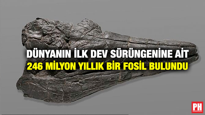 Dünyanın İlk Dev Sürüngenine Ait 246 Milyon Yıllık Bir Fosil Bulundu