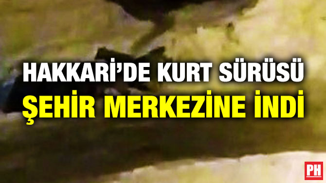 Hakkari’de Kurt Sürüsü Şehir Merkezine İndi