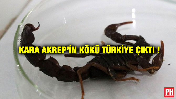 Kara Akrep’in Kökü Türkiye çıktı !