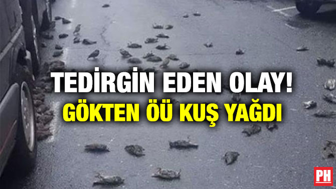 Tedirgin Eden Olay! Gökten Öü Kuş Yağdı