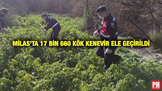 Milas’ta 17 Bin 660 Kök Kenevir Ele Geçirildi