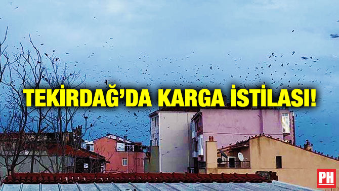 Tekirdağ’da Karga İstilası!