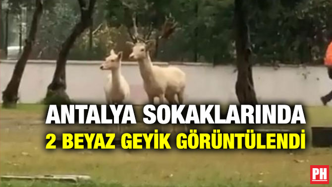 Antalya Sokaklarında 2 Beyaz Geyik Görüntülendi