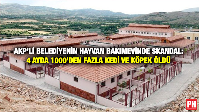 AKP’li Belediyenin Hayvan Bakımevinde Skandal: 4 ayda 1000’den Fazla Kedi ve Köpek öldü