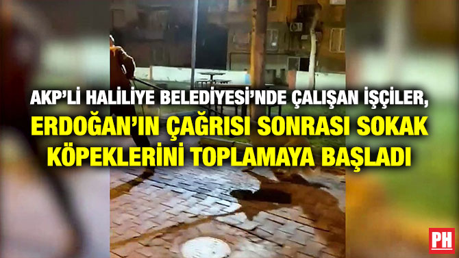 AKP’li Haliliye Belediyesi’nde Çalışan İşçiler,  Erdoğan’ın Çağrısı Sonrası Sokak Köpeklerini Toplamaya Başladı