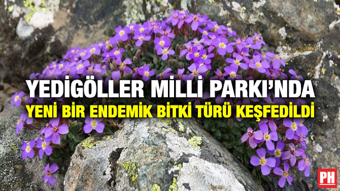 Yedigöller Milli Parkı’nda Yeni Bir Endemik Bitki Türü Keşfedildi