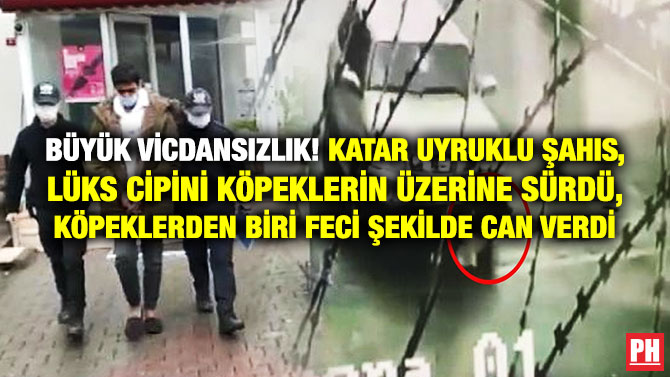 Büyük Vicdansızlık! Katar Uyruklu Şahıs, Lüks Cipini Köpeklerin Üzerine Sürdü, Köpeklerden Biri Feci Şekilde Can Verdi