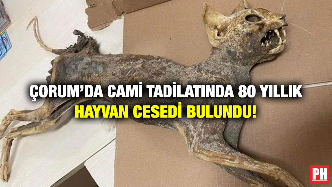 Çorum’da Cami Tadilatında 80 Yıllık Hayvan Cesedi Bulundu!