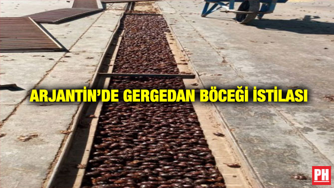 Arjantin’de Gergedan Böceği İstilası