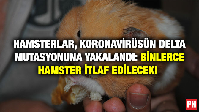 Hamsterlar, Koronavirüsün Delta Mutasyonuna Yakalandı: Binlerce Hamster İtlaf Edilecek! 