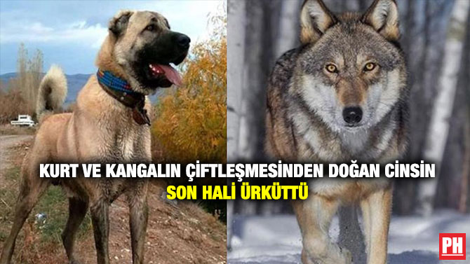 Kurt ve Kangalın Çiftleşmesinden Doğan Cinsin Son Hali Ürküttü