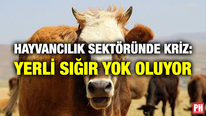 Hayvancılık Sektöründe Kriz: Yerli Sığır Yok Oluyor