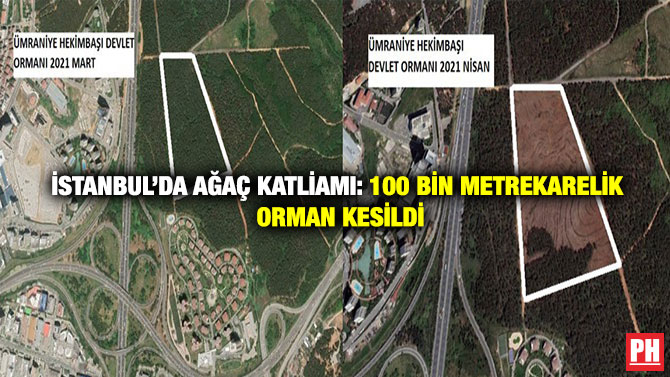 İstanbul’da Ağaç Katliamı: 100 Bin Metrekarelik Orman Kesildi