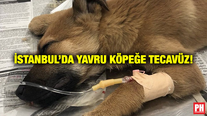 İstanbul’da Yavru Köpeğe Tecavüz!