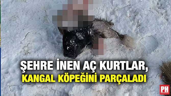 Şehre İnen Aç Kurtlar, Kangal Köpeğini Parçaladı