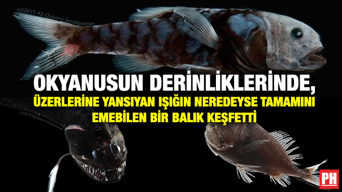 Okyanusun Derinliklerinde, Üzerlerine Yansıyan Işığın Neredeyse Tamamını Emebilen Bir Balık Keşfetti