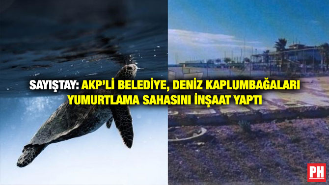 Sayıştay: AKP’li Belediye, Deniz Kaplumbağaları Yumurtlama Sahasını İnşaat Yaptı