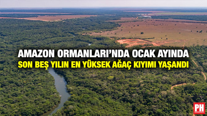 Amazon Ormanları’nda Ocak Ayında Son Beş Yılın En Yüksek Ağaç Kıyımı Yaşandı
