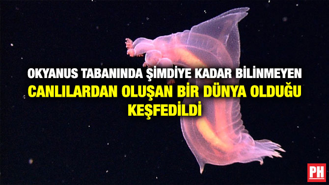 Okyanus Tabanında Şimdiye Kadar Bilinmeyen Canlılardan Oluşan Bir Dünya Olduğu Keşfedildi