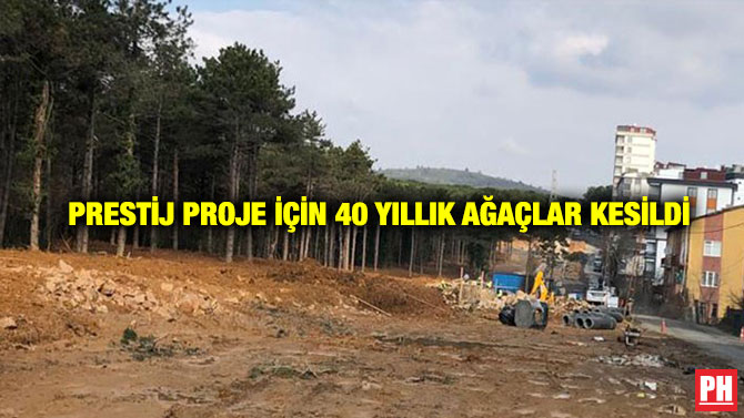 Prestij Proje İçin 40 Yıllık Ağaçlar Kesildi