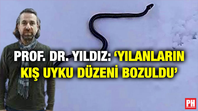 Prof. Dr. Yıldız: ‘Yılanların Kış Uyku Düzeni Bozuldu’