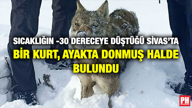 Sıcaklığın -30 Dereceye Düştüğü Sivas’ta Bir Kurt, Ayakta Donmuş Halde Bulundu