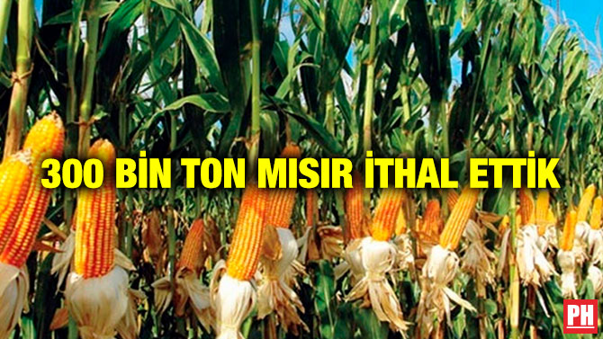 300 Bin Ton Mısır İthal Ettik