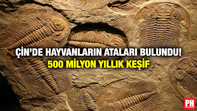 Çin’de Hayvanların Ataları Bulundu! 500 Milyon Yıllık Keşif