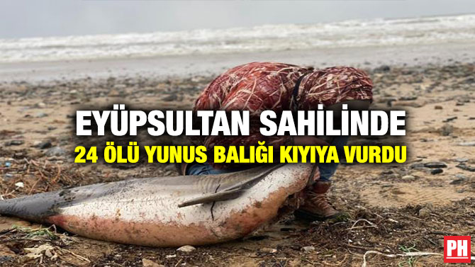 Eyüpsultan Sahilinde 24 Ölü Yunus Balığı Kıyıya Vurdu