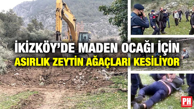İkizköy’de Maden Ocağı için Asırlık Zeytin Ağaçları Kesiliyor