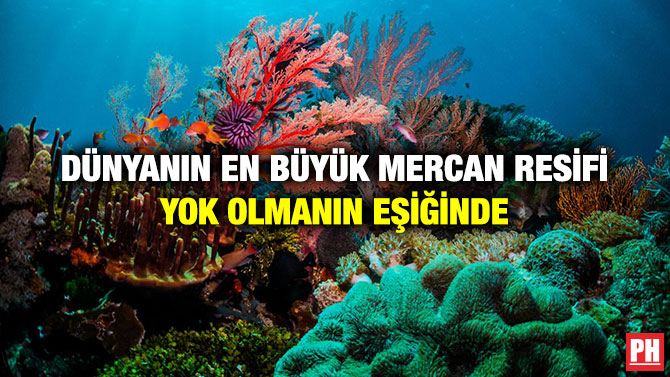 Dünyanın En Büyük Mercan Resifi Yok Olmanın Eşiğinde