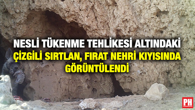 Nesli Tükenme Tehlikesi Altındaki Çizgili Sırtlan, Fırat Nehri Kıyısında Görüntülendi